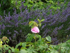 Garten Impressionen Steinertsberg Gera