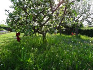 Garten Impressionen Steinertsberg Gera