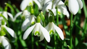 Schneeglöckchen im Frühling